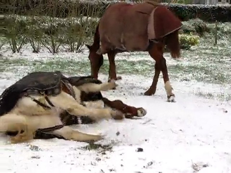 Elue et Mélisse roulade dans la neige !