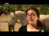 Terapia con caballos (Equinoterapia)