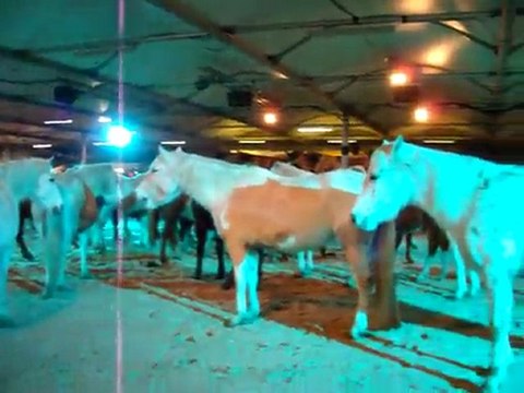 cheval passion 2010 camargue