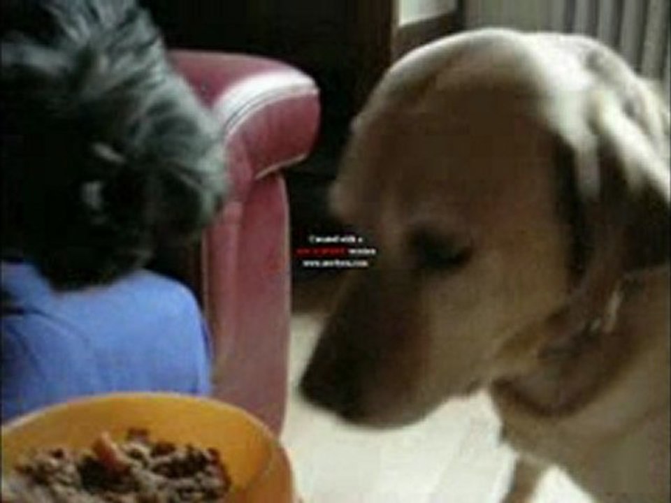 ** " touches pas a ma gamelle " **