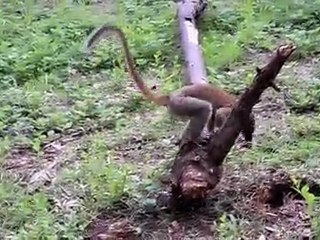 Mayotte - Janvier 2010