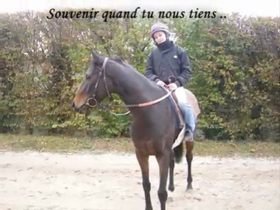 Chevaux ..