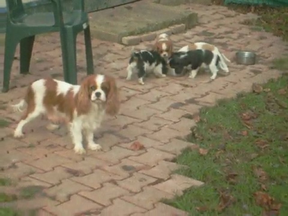 Cavalier King Charles Sévijean's