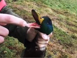 LES ORMES - 23/11/10