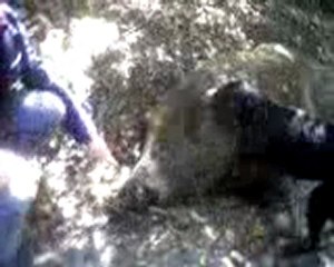 binkılıç domuz avı