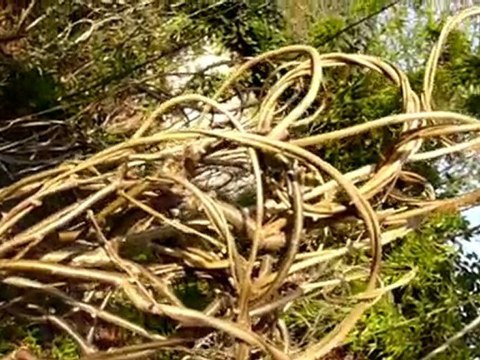 Sculptures-Vivantes le 25 janvier 2010