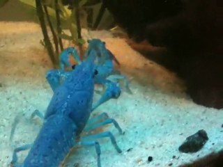 ecrevisse fight  (ecrevisse de floride procambarrus allenni)