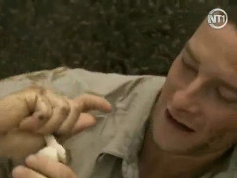 Bear Grylls mange une grenouille