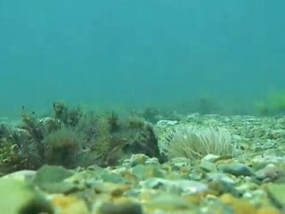 Film subaquatique Guéthary - Réserve naturelle Alçyons