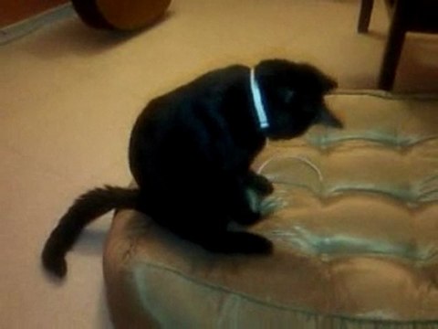 Velcro le chat : Le jeu du chat et la souris