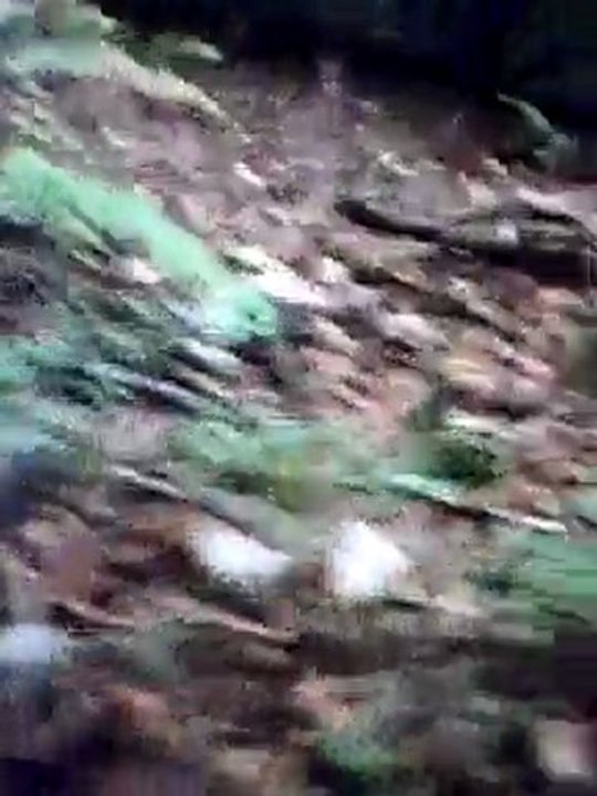 battue chevreuil sanglier