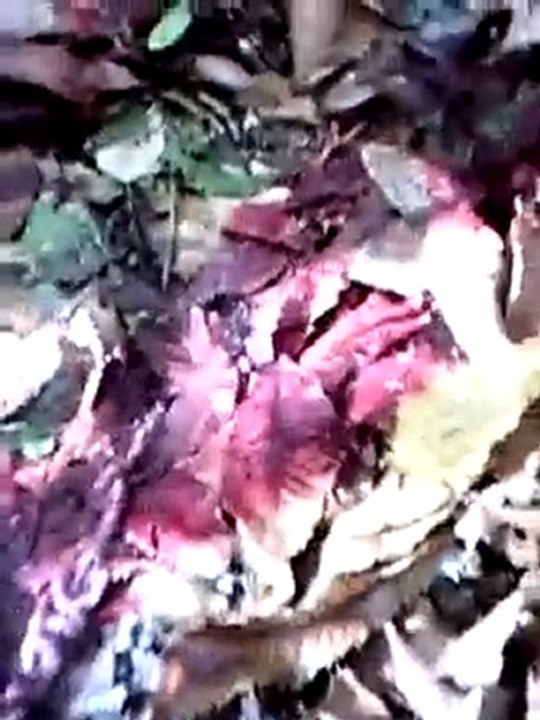 battue chevreuil sanglier 2