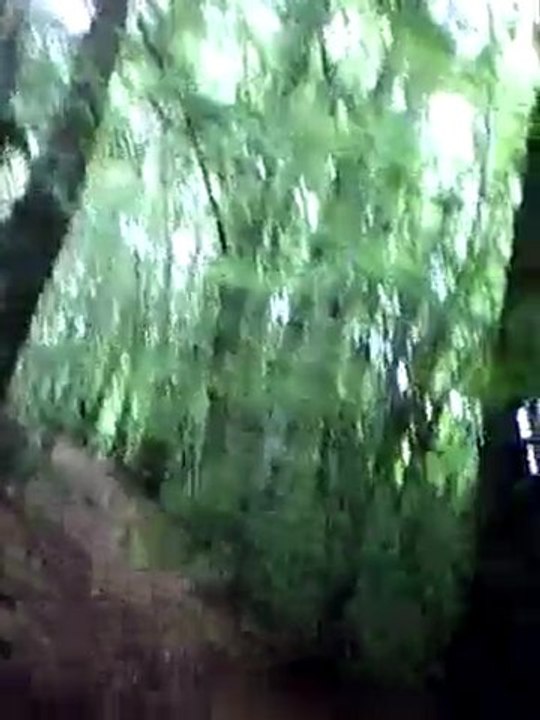 battue chevreuil sanglier 3