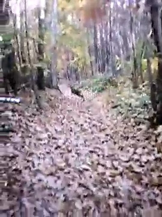 battue chevreuil sanglier 4