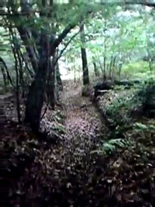 lievre en battue de chevreuil