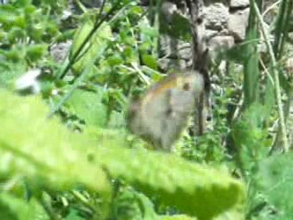 C'est ici que.... par le poète Parhal