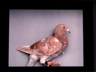 Pigeon Pals Racing Club Daily Results 189