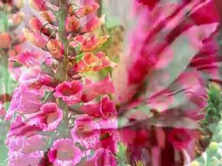 Allah'ın renk sanatı