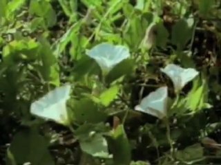 Arılar Nasıl Yön Bulur