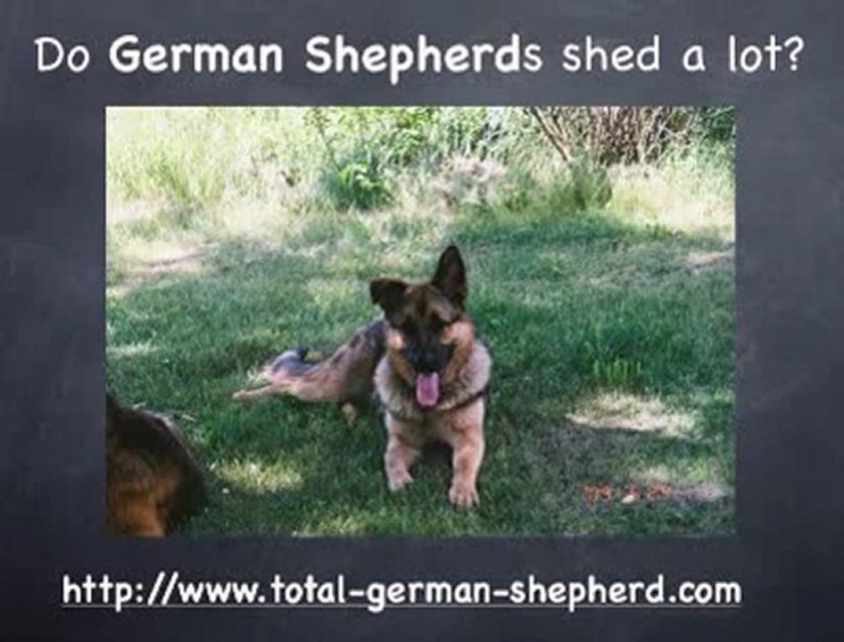 Do German Shepherds shed?