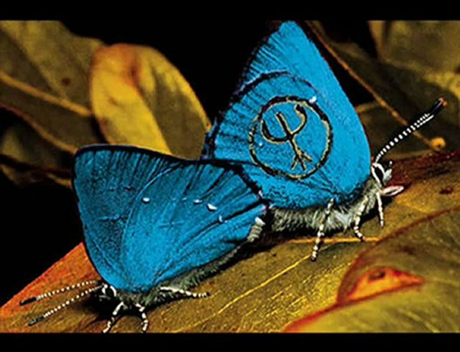 free-rapidshare-premium-account free-rapidshare-premium