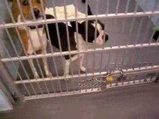 Boston terrier hip hop