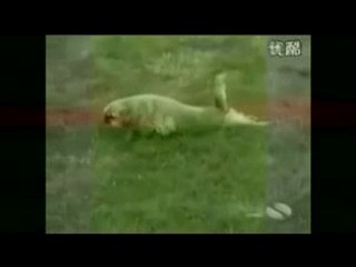 INA personal assistant animal humor 2