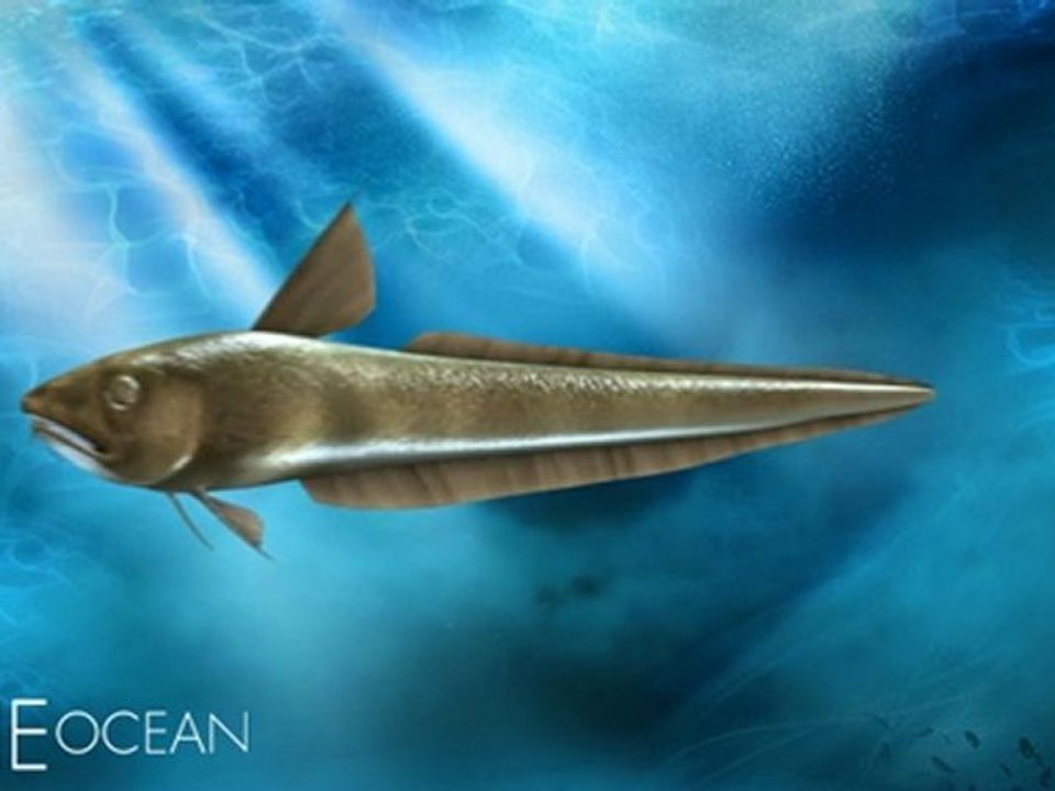Rattail Fish 3D Rendering