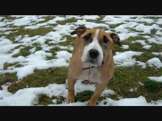 Les Amis des Bêtes à Aix les bains
