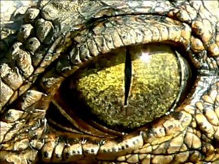 PHOTOGRAPHIE NATURE ET ANIMAUX