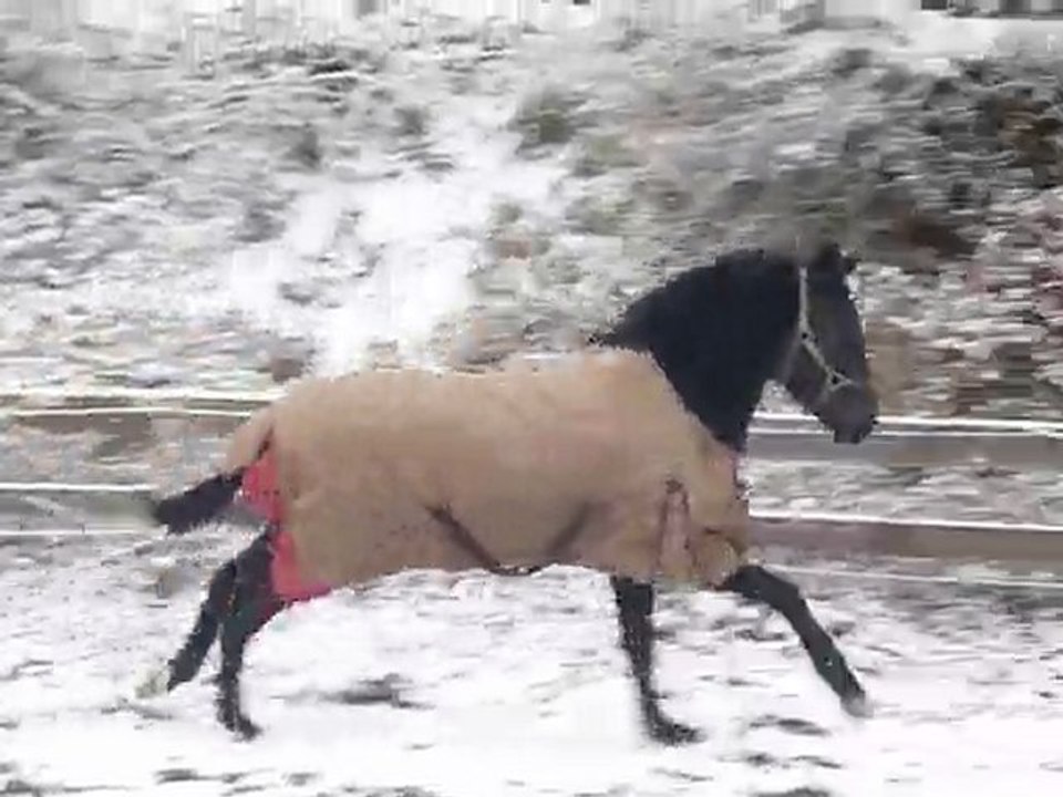 tao neige