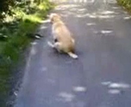 Cane cammina a due zampe