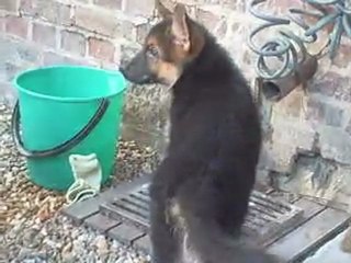 ekko,mon p'tit chien