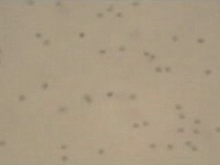 Caspian brown trout sperm motility