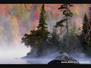 Musique de Relaxation - Vol 11 - Forêt en Automne