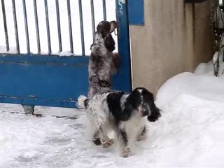 Cockers dans la neige