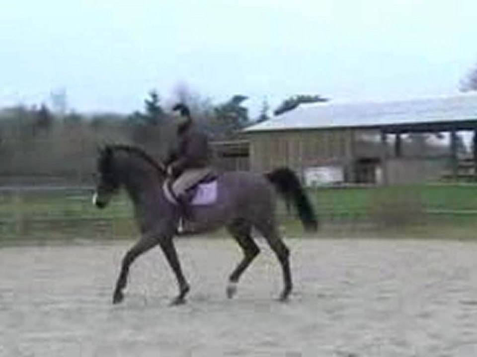 texas trot