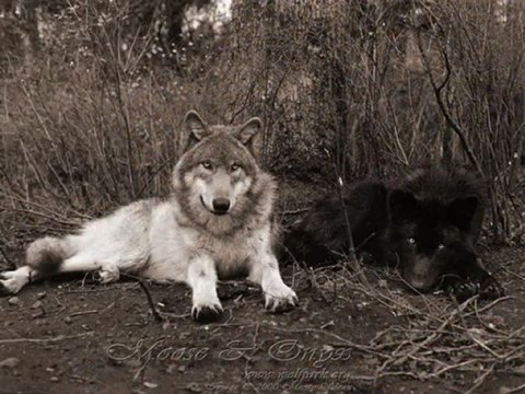 Loup plus belle images de loups