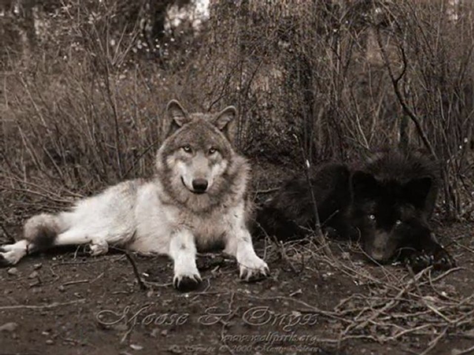 Loup plus belle images de loups