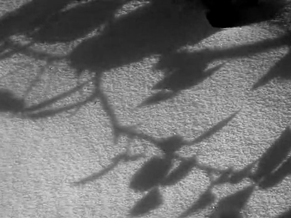 l'imperceptible nature couchée au sol