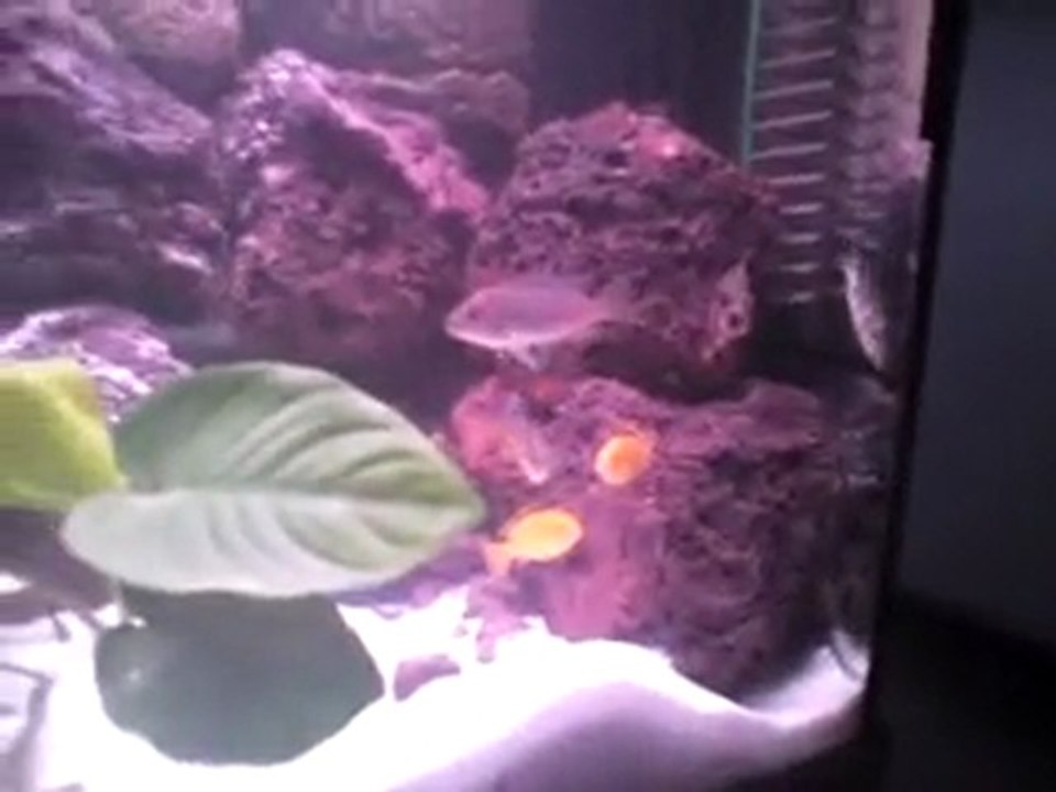 mon aqua