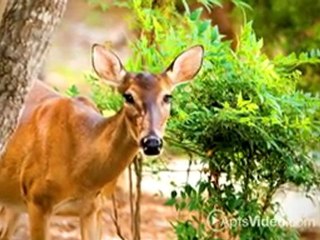 Broadstone Great Hills Apartments in Austin, TX-ForRent.com