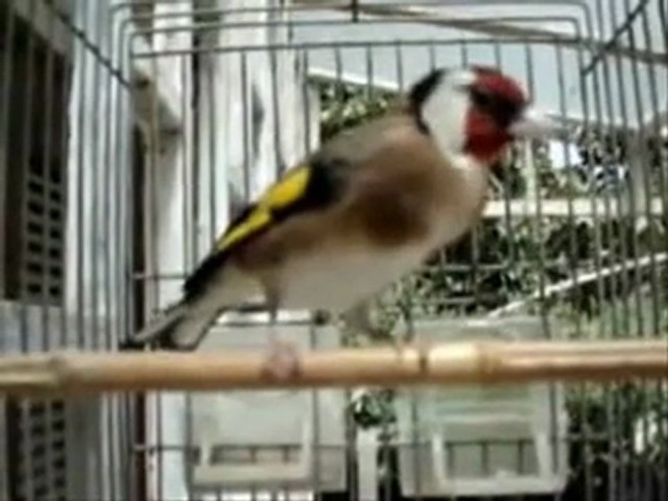 Amar Ezzahi - Asmiralda, El Meknine ezine.