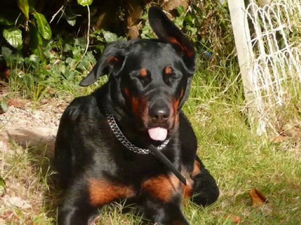 Les tit'nassels (balade de luchienne et natachat)