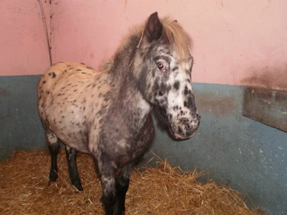 video sur les poney pour blog =p