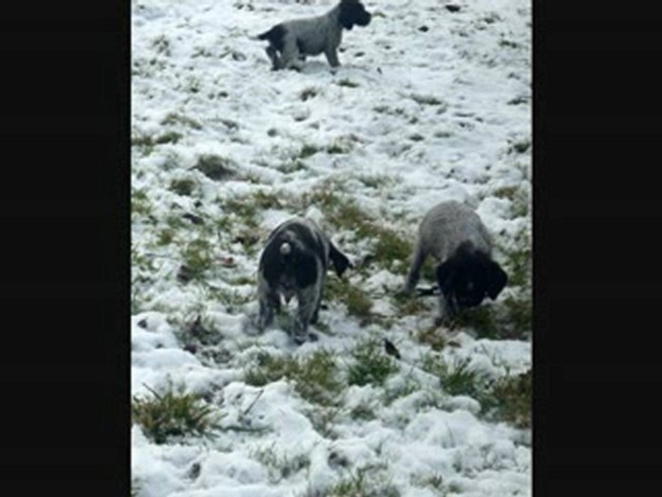 Balade dans la Neige des chiots de Baddy