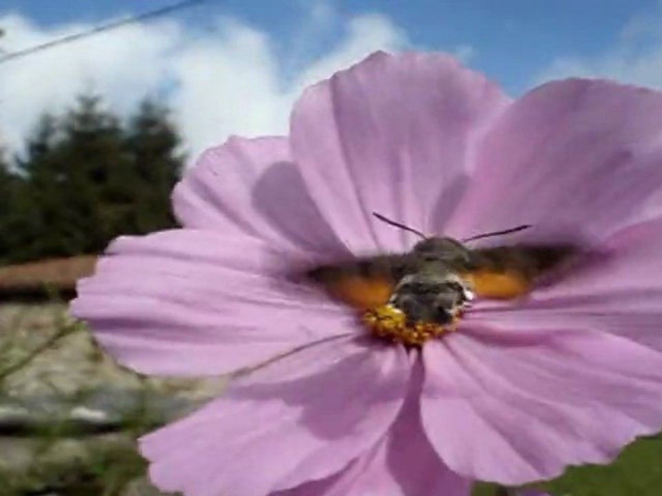 butiner sur l'opéra