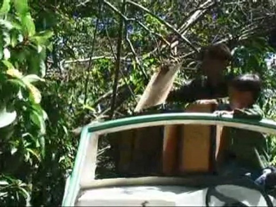 Macaques libres / Free Macaques