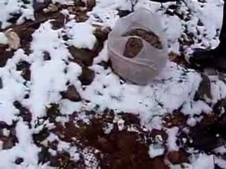 Βελανιδοφύτευση στην Πεντέλη, 24/1/2010