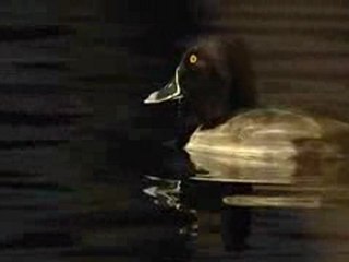 Aythya collaris